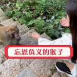 喂猴子的小姐姐图片,温馨瞬间捕捉