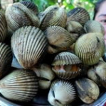 柬埔寨小姐姐吃咖喱鸡,小姐姐的咖喱鸡美食之旅