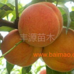 南平蜜洋水蜜桃合作社,甜蜜产业，共筑乡村振兴梦